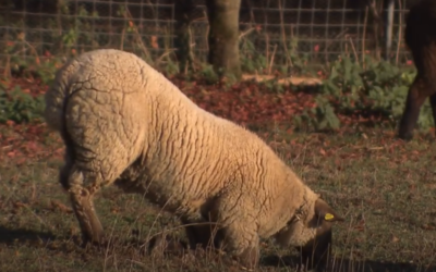 La zoppina negli ovini e nei caprini