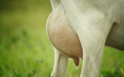 Influenza di integrazione alimentare di semi di lino sull’attività della SCD e sulla ghiandola mammaria di capre allevate al pascolo
