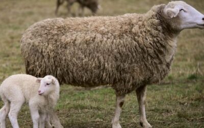 Come gestire al meglio la produttività degli ovini? Scopri le risorse di SheepNet