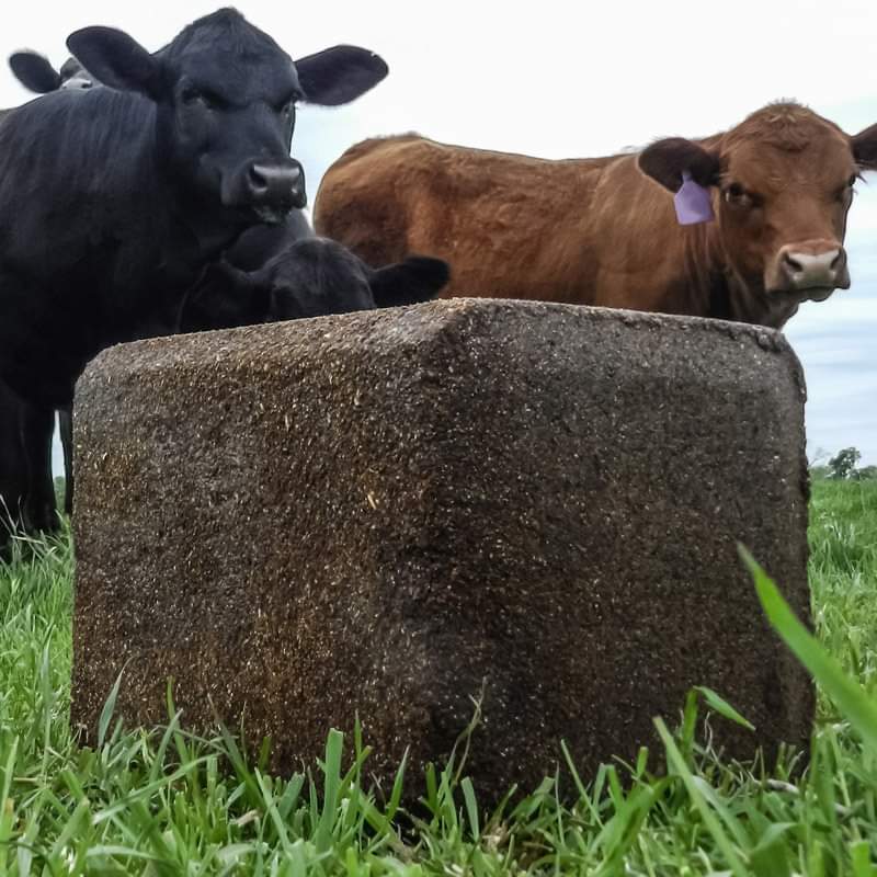 Blocco bovini vacca vitello