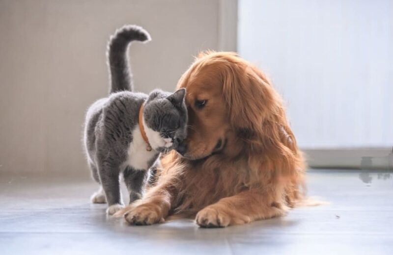Forma Life cani e gatti - immagine 2