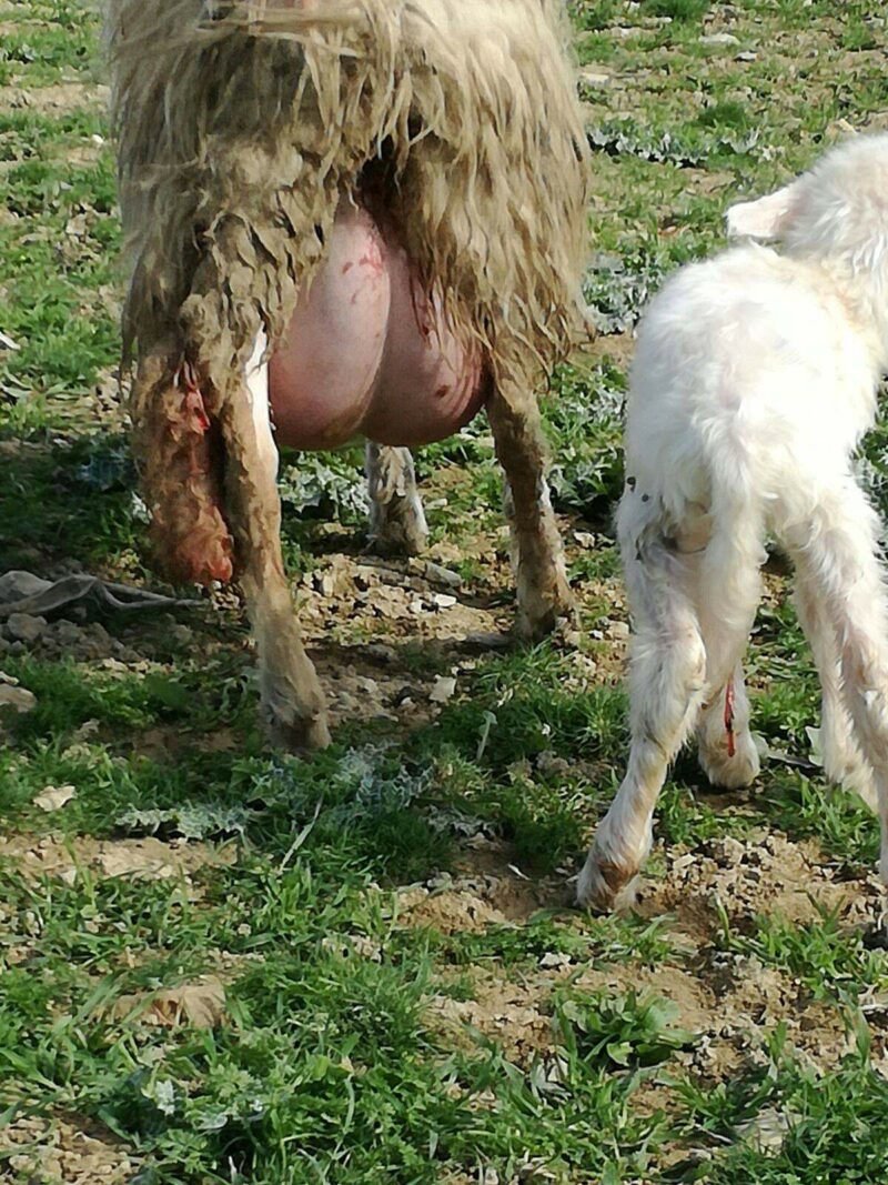 Blocco lattazione plus - immagine 3