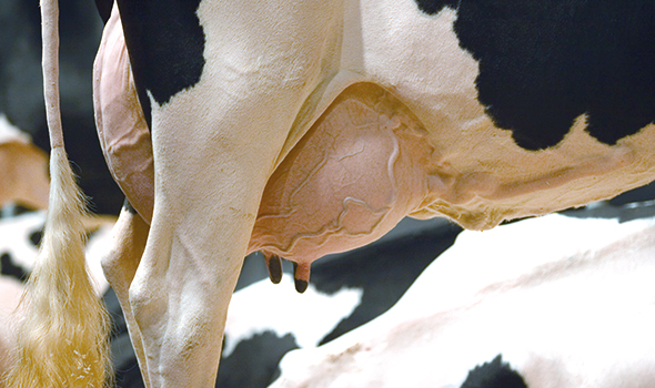 Strong gel - Udder gel Crema risolvente lenitiva