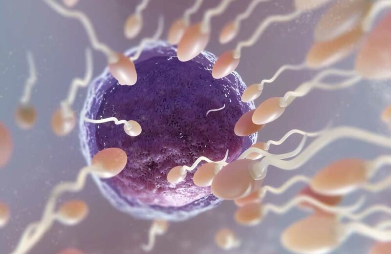 Calore Fertilità Bovini