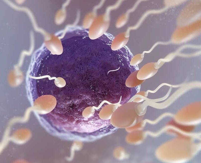Calore Fertilità Bovini